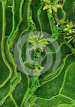 Aerial view of rice terraces. Agricultural landscape from the air. Rice terraces in the summer. Bali, Indonesia.