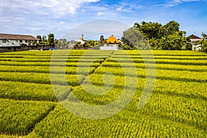 Aerial view of rice terraces in Canggu, Bali, Indonesia