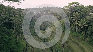 Aerial view of rice terraces, forest, trees in Tegallalang Bali Indonesia 4K