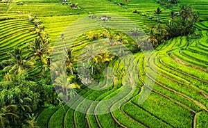 Aerial view of rice terraces. Landscape with drone. Agricultural landscape from the air. Rice terraces in the summer