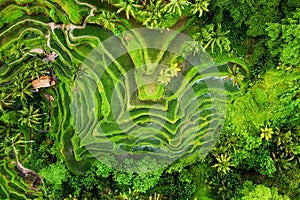 Aerial view on the rice terraces. Landscape with drone. Agricultural landscape from the air. Rice terraces in the summer. Bali, In
