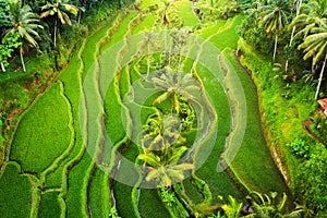 An aerial view of the rice terraces. Landscape from a drone. Agricultural landscape from the air. Rice terraces in summer. Bali. I