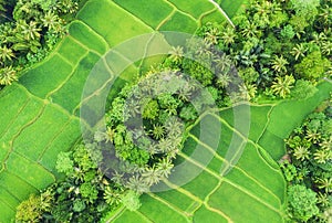 Aerial view of rice terraces. Landscape with drone. Agricultural landscape from the air. Rice terraces in the summer. UNESCO World