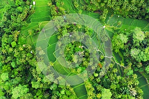 Aerial view of rice terraces. Landscape with drone. Agricultural landscape from the air. Rice terraces in the summer. UNESCO World