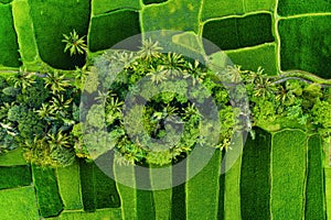 Aerial view of rice terraces. Landscape with drone. Agricultural landscape from the air. Rice terraces in the summer. UNESCO World