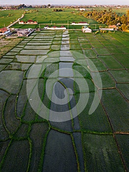 Aerial view of a ricefield in Canggu, Bali