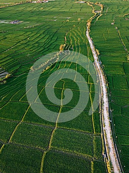 Aerial view of a ricefield in Canggu, Bali