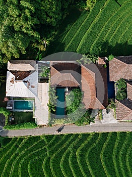 Aerial view of a ricefield in Canggu, Bali