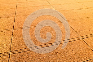 Aerial view of ripe wheat field from drone pov