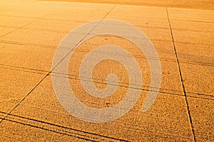 Aerial view of ripe wheat field from drone pov