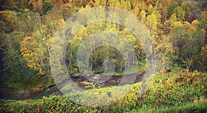 Aerial view of river in forest