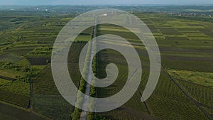 Aerial View Road Agriculture Field vineyard in Summer Day