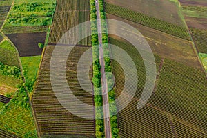 Aerial View Road Agriculture Field vineyard in Summer Day.