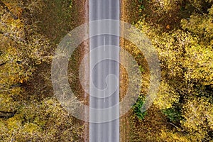 Aerial view of road in autumn forest  trees with yellow foliage  top view. Fall colors nature