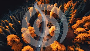 Aerial view of road in colorful forest at sunset in autumn. Top view from drone of mountain road in woods. Beautiful landscape