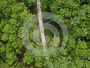 Aerial view of a road in the forest