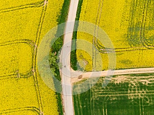 Aerial view of road between green and yellow fields. Agriculture drone shot of canola rapeseed field and green crop field. Ecology