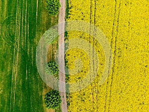 Aerial view of road between green and yellow fields. Agriculture drone shot of canola rapeseed field and green crop field. Ecology