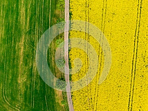 Aerial view of road between green and yellow fields. Agriculture drone shot of canola rapeseed field and green crop field. Ecology