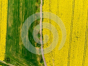 Aerial view of road between green and yellow fields. Agriculture drone shot of canola rapeseed field and green crop field. Ecology