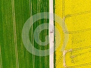 Aerial view of road between green and yellow fields. Agriculture drone shot of canola rapeseed field and green crop field. Ecology