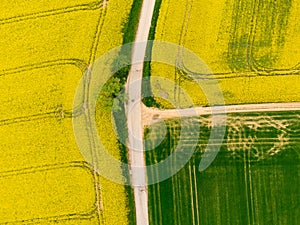 Aerial view of road between green and yellow fields. Agriculture drone shot of canola rapeseed field and green crop field. Ecology