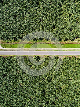 Aerial view of a road inside endless palm tree plantation in Costa Rica Central America produces palm oil