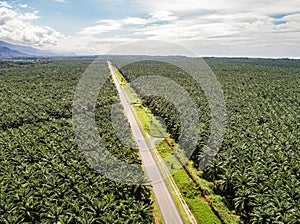Aerial view of a road inside endless palm tree plantation in Costa Rica Central America produces palm oil