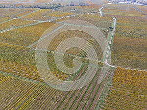 Aerial view of a road passing through the vineyards in autumn. The vines are yellow-orange in the Colors of autumn, Alsace, France