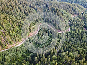 Aerial View Of Road In The Pine Forest