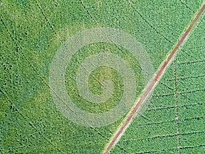 Aerial view road in sugar cane field
