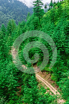 Aerial View of Road Surrounded by Deodar tree in himalayas, sainj valley, kullu, himachal pradesh, india