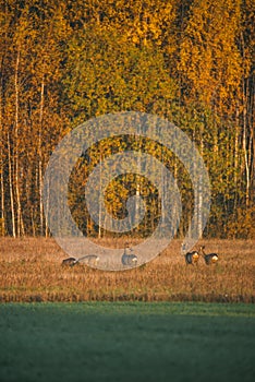 Aerial view: roe deer running into the forest in the field. Beautiful roe deer an autumn evening at sunset