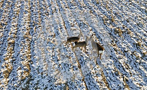 Aerial view roe deer running through snow covered rural field Capreolus capreolus L