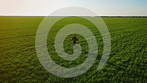 Aerial view of romantic and carefree young woman in slow motion video running on field wheat enjoying freedom and