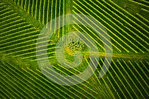 Aerial view at rows of grape vines vineyard South Styria , Austria