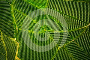 Aerial view at rows of grape vines vineyard South Styria , Austria