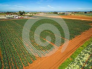 Aerial view of rows of green crops.