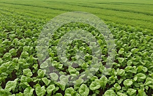 Aerial view of rows of green soybean plants in a field.