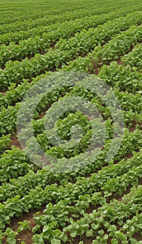 Aerial view of rows of green soybean plants in a field.