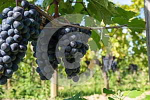 Aerial view on rows of Merlot red grapes in Saint-Emilion wine making region in Pomerol, right bank in Bordeaux, ripe and ready