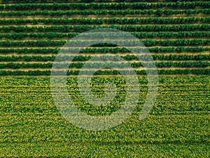 Aerial view of Rows of potato and rapeseed field. Yellow and green agricultural fields in Finland.