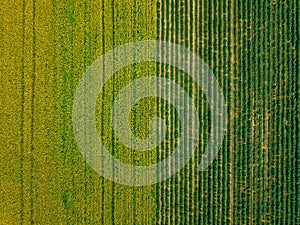 Aerial view of Rows of potato and rapeseed field. Yellow and green agricultural fields in Finland.