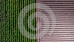 Aerial view rows of soil before planting. Baby cassava or manioc plant farm pattern in a plowed field prepared. agriculture field,