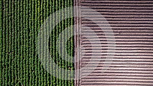 Aerial view rows of soil before planting. Baby cassava or manioc plant farm pattern in a plowed field prepared. agriculture field,