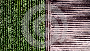 Aerial view rows of soil before planting. Baby cassava or manioc plant farm pattern in a plowed field prepared. agriculture field,