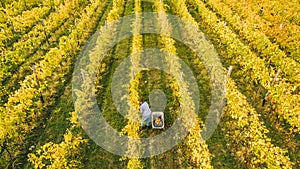 Aerial view of rows of vines during the harvest in Tuscany, Ital