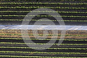 Aerial view of the rows of a vineyard Tuscany Italy