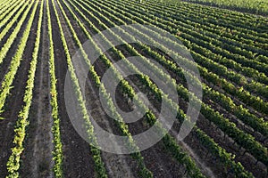 Aerial view of the rows of a vineyard Tuscany Italy