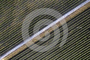 Aerial view of the rows of a vineyard Tuscany Italy